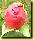 ��o���̂ڂ�