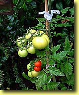 �R�M�����E�g�}�g