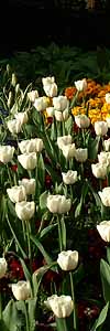 �����h���ɂ���Z���g�E�W�F�[���Y�E�p�[�N�Ō������������`���[���b�v�i�C�M���X�j