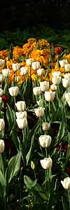 �����h���ɂ���Z���g�E�W�F�[���Y�E�p�[�N�Ō������������`���[���b�v�i�C�M���X�j