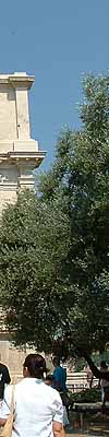 �t�H���E���}�[�m�̃e�B�g�X�̊M����i���[�}�A�C�^���A�j