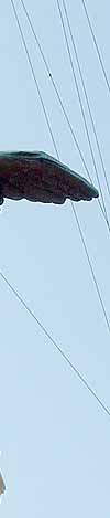 �T���^���W�F����̏�ɗ���V�g ���~�J�G���i���@�e�B�J���A���[�}�A�C�^���A�j