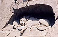 CILO